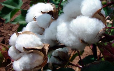 Togo : la production cotonnière enregistre une baisse annuelle de 43%